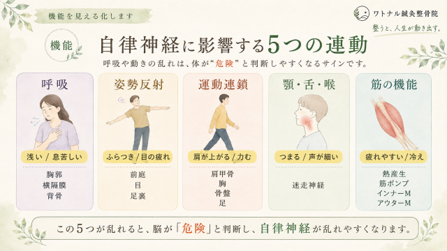 自律神経に影響する５つの連動
